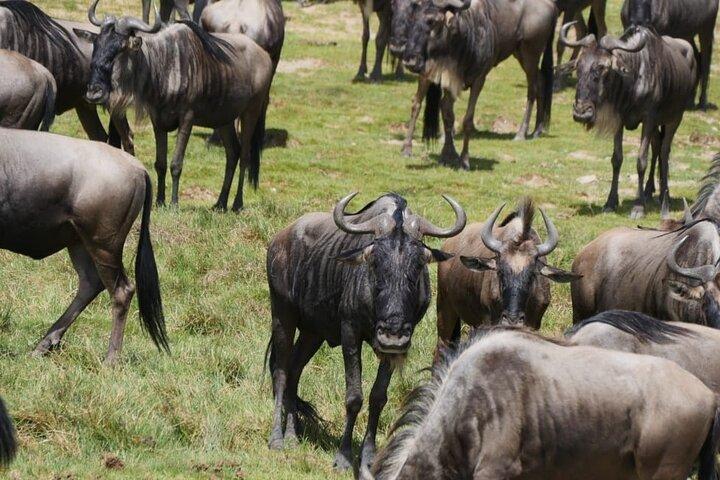 Masai Mara 3 Days 2 Nights