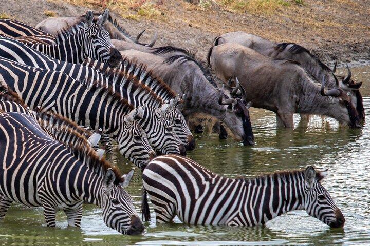 Masai Mara 3 Days 2 Nights