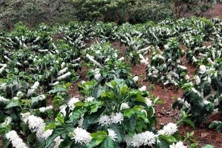 4-Hour Private Coffee Farm Tour In Nairobi