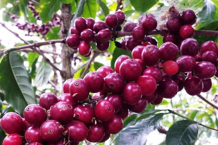 4-Hour Private Coffee Farm Tour In Nairobi