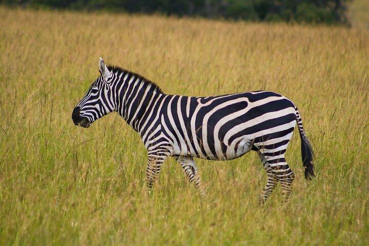 Overnight Safari in Lake Nakuru Park and Lake Naivasha.