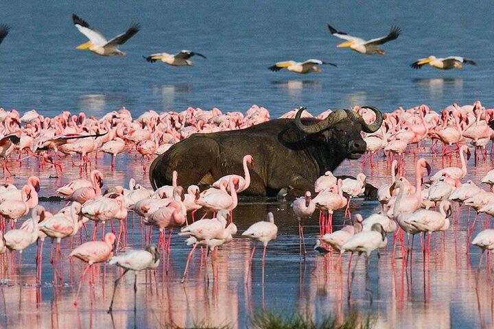 Full-Day Private Lake Nakuru Day Trip from Nairobi