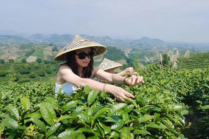 Half-day Tour: Largest Tea Plantation & Amazing Xianggong Hill