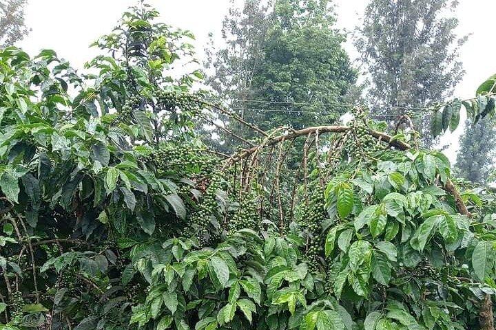 4-Hour Private Coffee Farm Tour In Nairobi