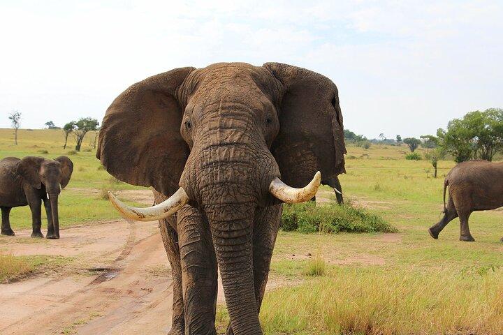 3 Days Serengati and Ngorongoro crate Private tour and safari