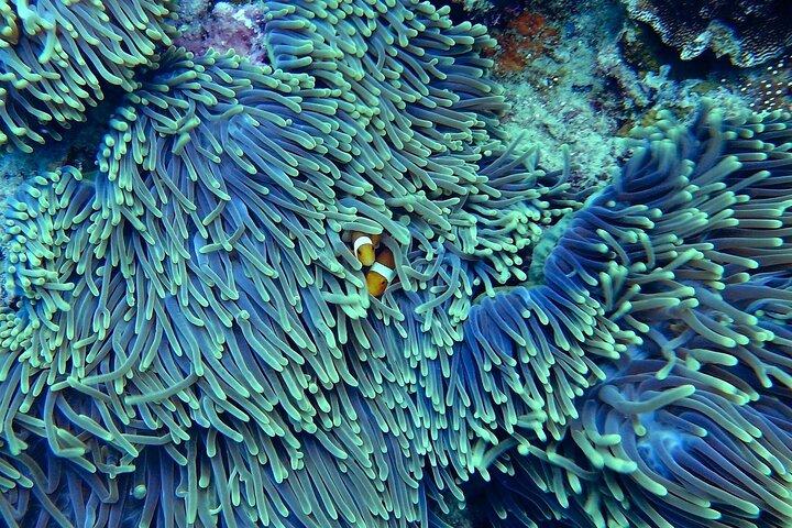 Miami: Snorkeling Adventure in Miami for Beginners Private Yacht
