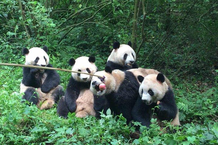 Sanxingdui Museum+Chengdu Panda Base or Sichuan Musuem Tour