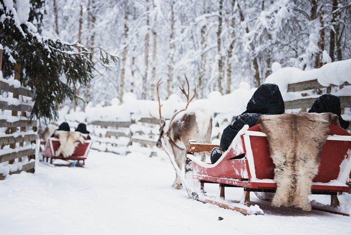 Husky and Reindeer Experience With Snowmobiling