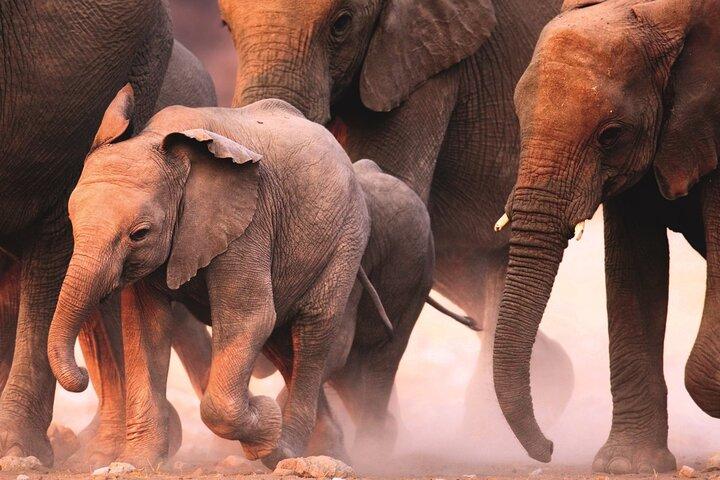 Full Day Safari to Mikumi National Park from Zanzibar with Lunch