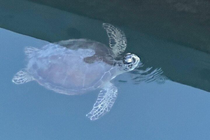 Dolphin, Manatee and SeaTurtle SUP Adventure Tour of St Augustine