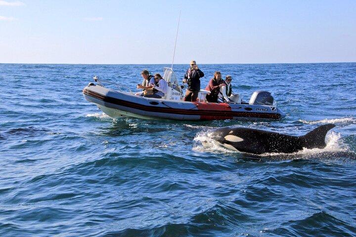 Whale and Dolphin Watching in San Diego