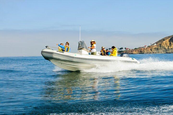 Whale and Dolphin Watching in San Diego