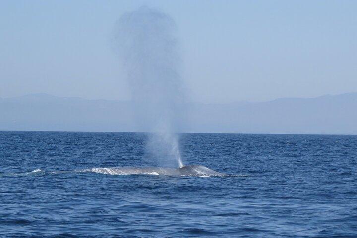 Whale and Dolphin Watching in San Diego
