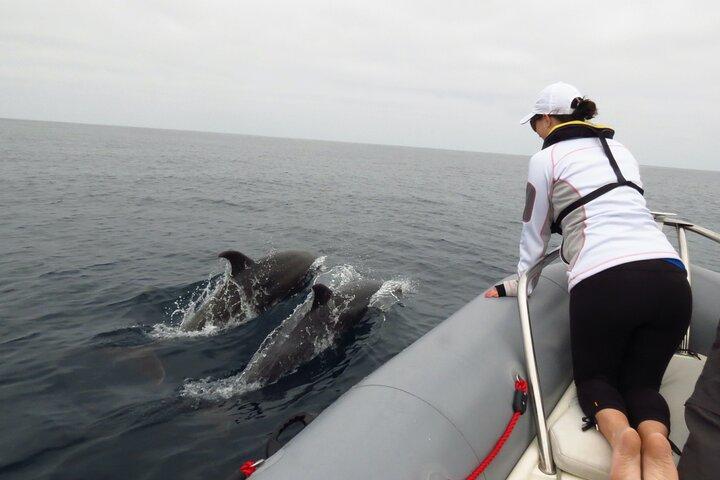 Whale and Dolphin Watching in San Diego
