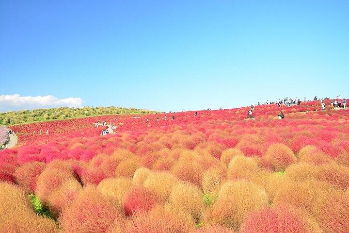 Hitachi Seaside Park, Oarai Sea Torii & Great Buddha w/ tickets