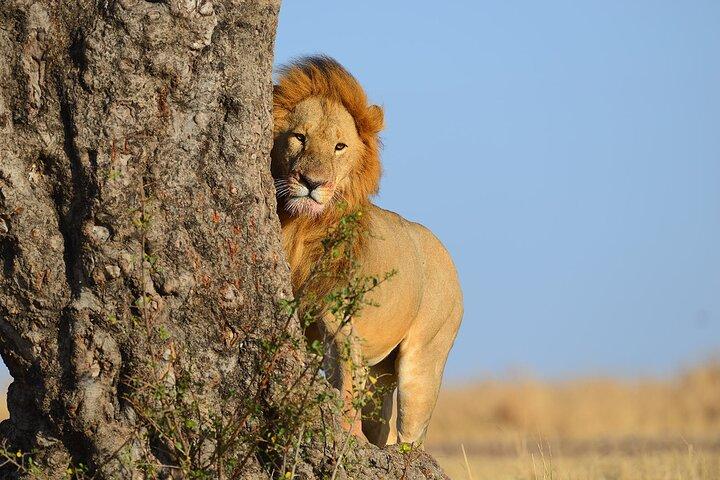 3 Days Safari Tour to Tsavo's Most Photographed Lodge