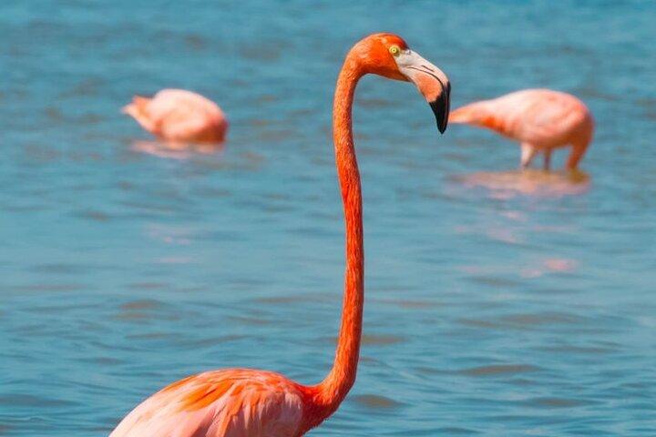 Full Day Tour to Coloradas & Rio Lagartos