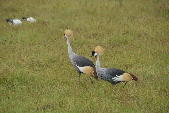 5 Days Arusha to Tarangire, Ngorongoro and Serengeti Safari