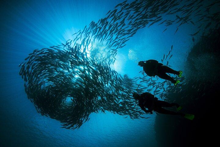 From Phi Phi: Half Day Discover Scuba (2 Dives)