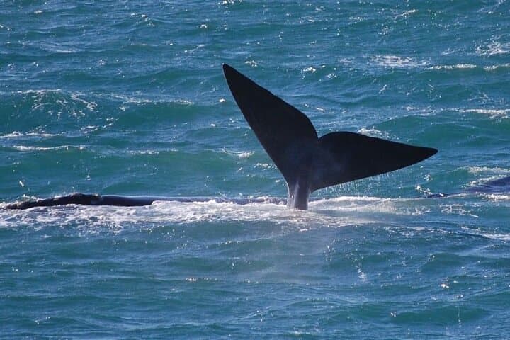Whale Watching Tour in Hermanus