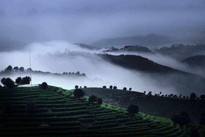 Half-day Tour: Largest Tea Plantation & Amazing Xianggong Hill