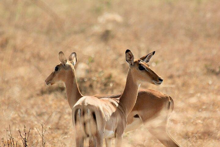 2 Days Mikumi Private Safari from Zanzibar with Accommodation