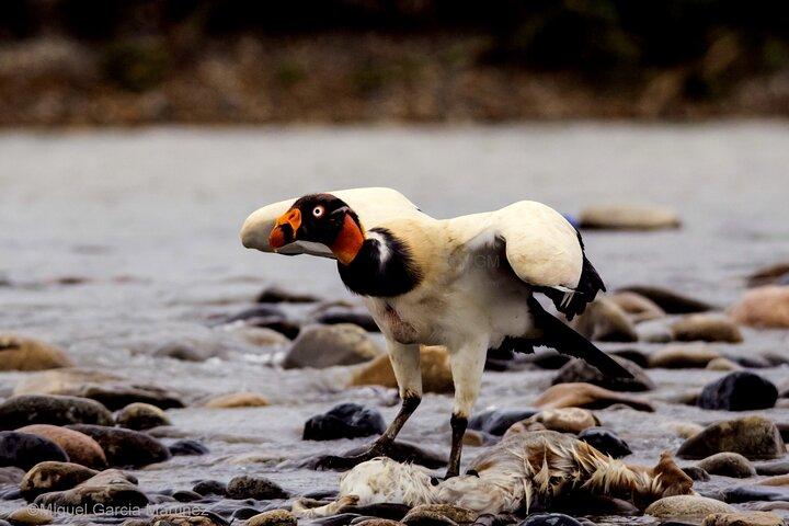 4-Day Manu National Park Amazon Jungle Tour from Cusco