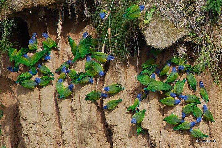 4-Day Manu National Park Amazon Jungle Tour from Cusco
