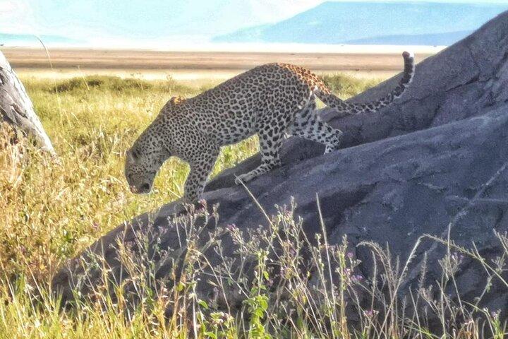 Elephant Safari Tanzania 4 Days **Sustainable Approach to Travel