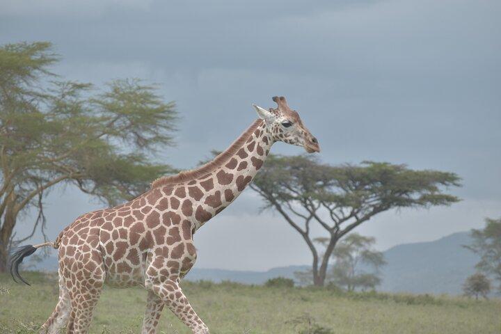 8 Days 7 Nights Masai Mara: Mombasa Safari by Ghalib