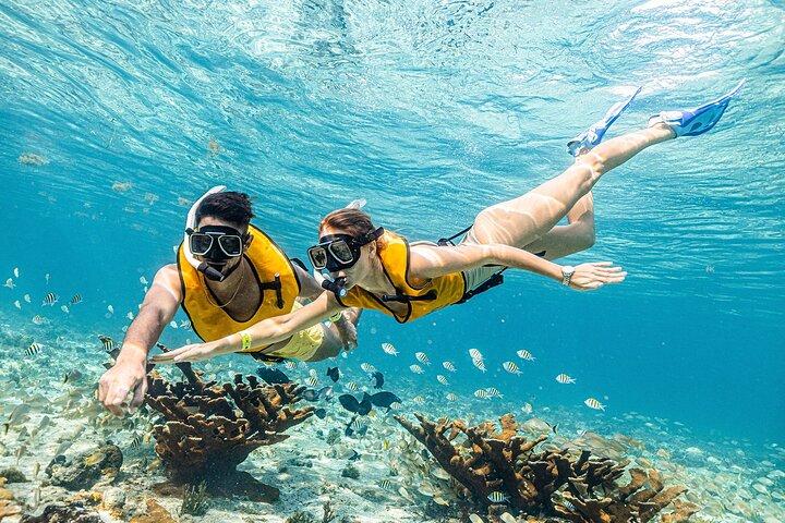 With Transport, Shipwreck, Cenote, and Reef and Turtles Included