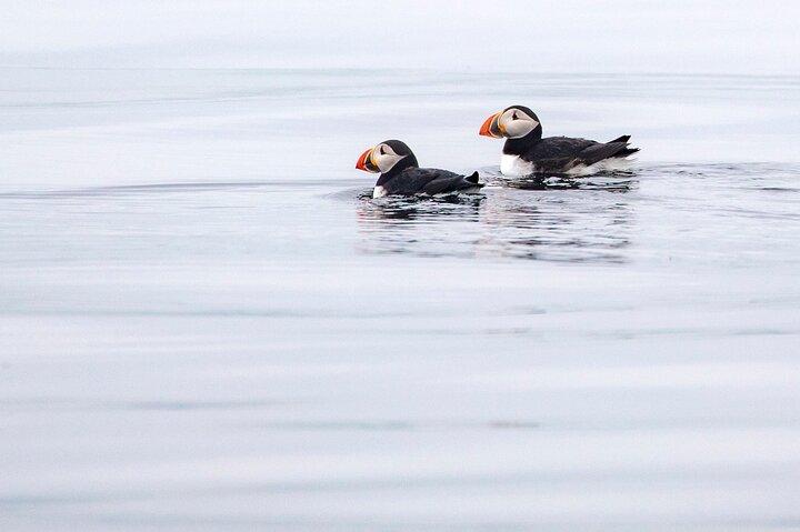 Zodiac Coastal Tour with Naturalist Guide: Lunenburg