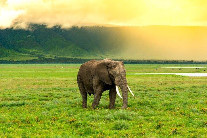 7 Days Tarangire, Serengeti & Ngorongoro Safari