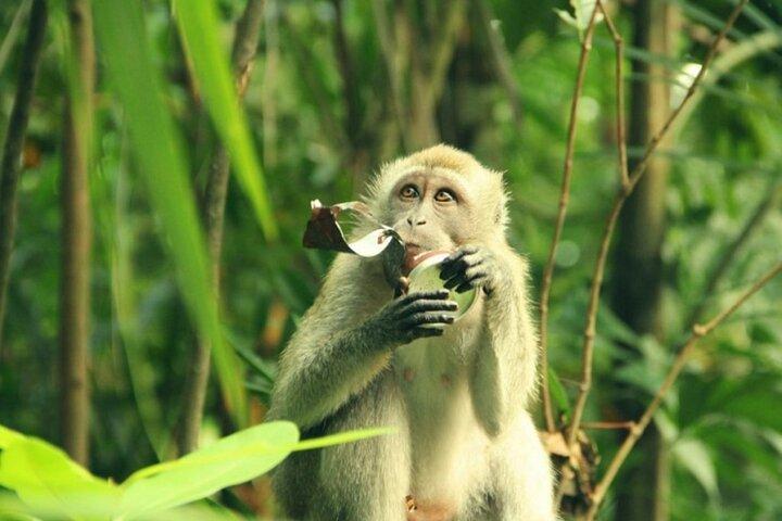 Can Gio Mangrove Biosphere Reserve 1 day