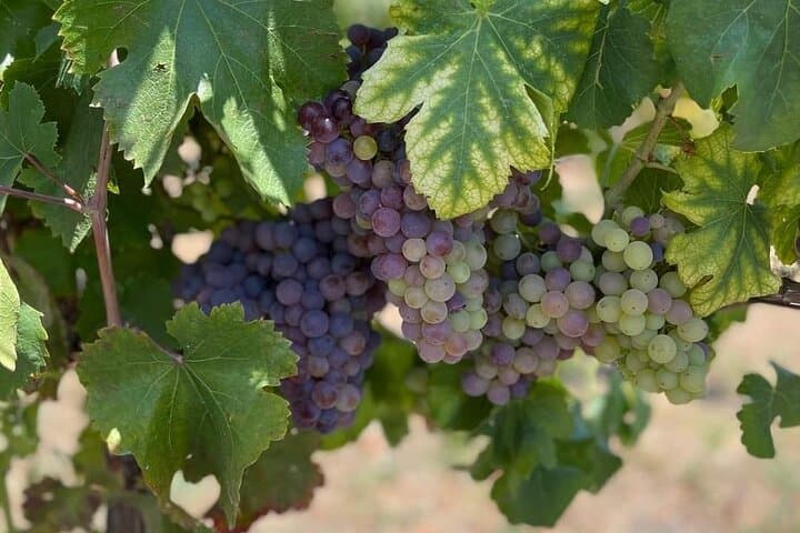 Pompeii & Wine Tasting : Private Day Trip from Naples