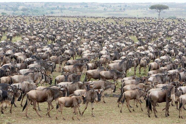 10 Days Luxury Wildebeest Migration Safari