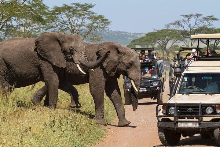 10 Days Luxury Wildebeest Migration Safari