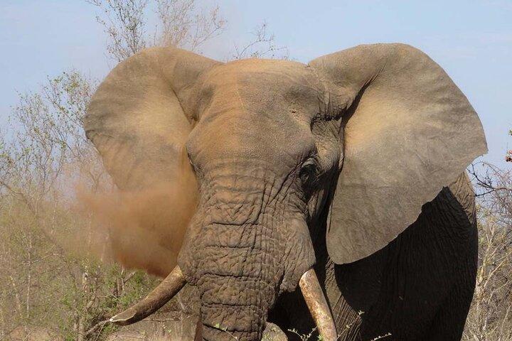 8 Days Wildlife Safari