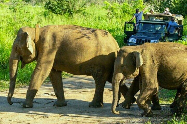 All-inclusive Sigiriya Fortress and Wildlife Safari from Colombo