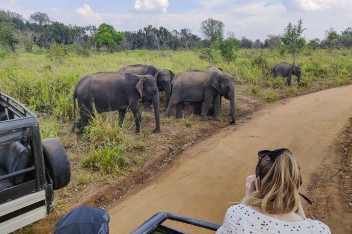 All-inclusive Sigiriya Fortress and Wildlife Safari from Colombo