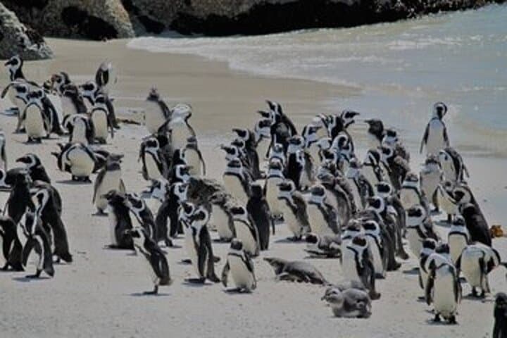 Hermanus Whale Watching and Wine Experience from Cape Town