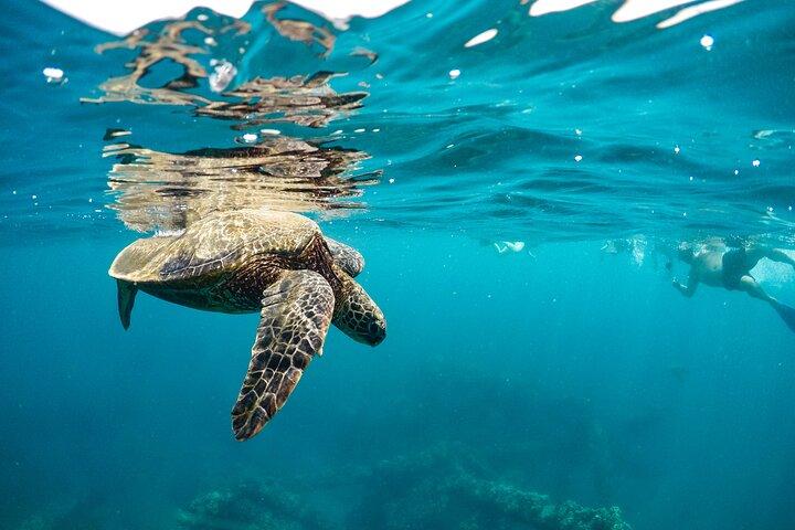 Lanai Eco-Raft Snorkel & Dolphin Watch Small Group Tour from Maui