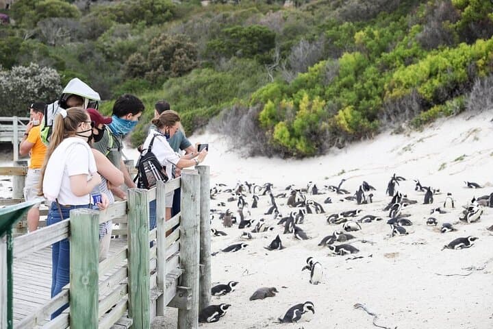 Swim with Penguins at Boulders Beach Penguin Colony