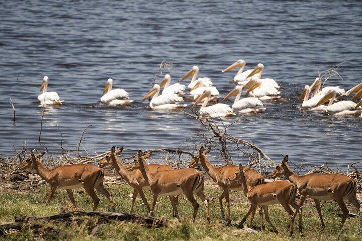 Full-Day Lake Nakuru National Park Private Guided Tour with Lunch