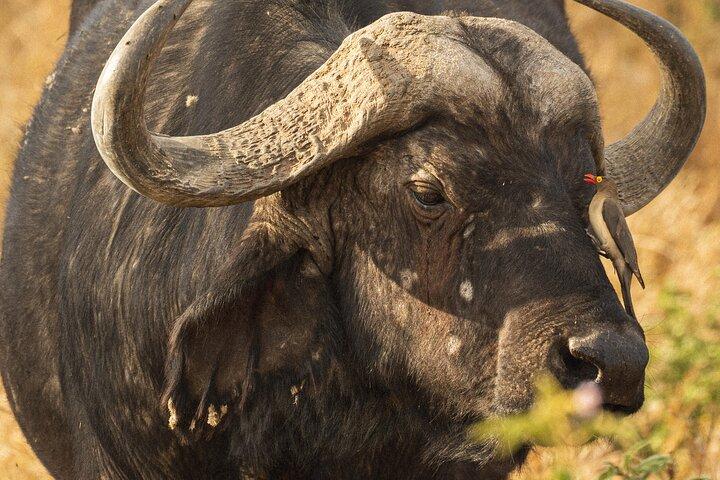 Full-Day Lake Nakuru National Park Private Guided Tour with Lunch