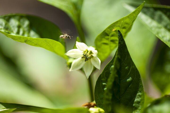 Tour in the heady scents of our garden in Ragusa