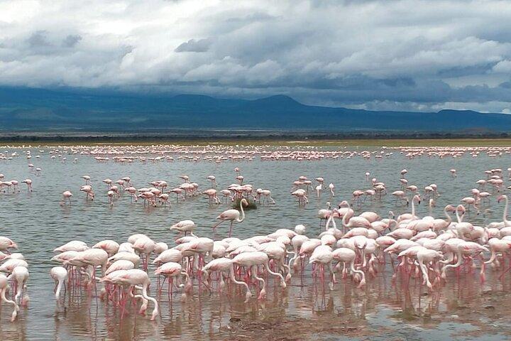 Full-Day Lake Nakuru National Park Private Guided Tour with Lunch