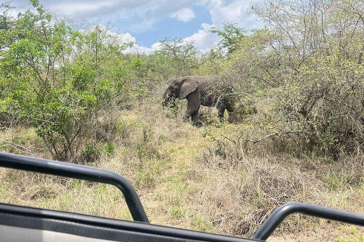 1 Day Akagera National Park Safari experience