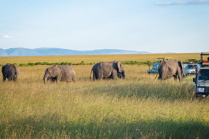 3-Day Masai Mara Migration Small Group Guided Safari from Nairobi