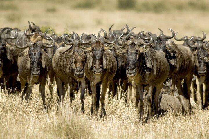 3-Day Masai Mara Migration Small Group Guided Safari from Nairobi